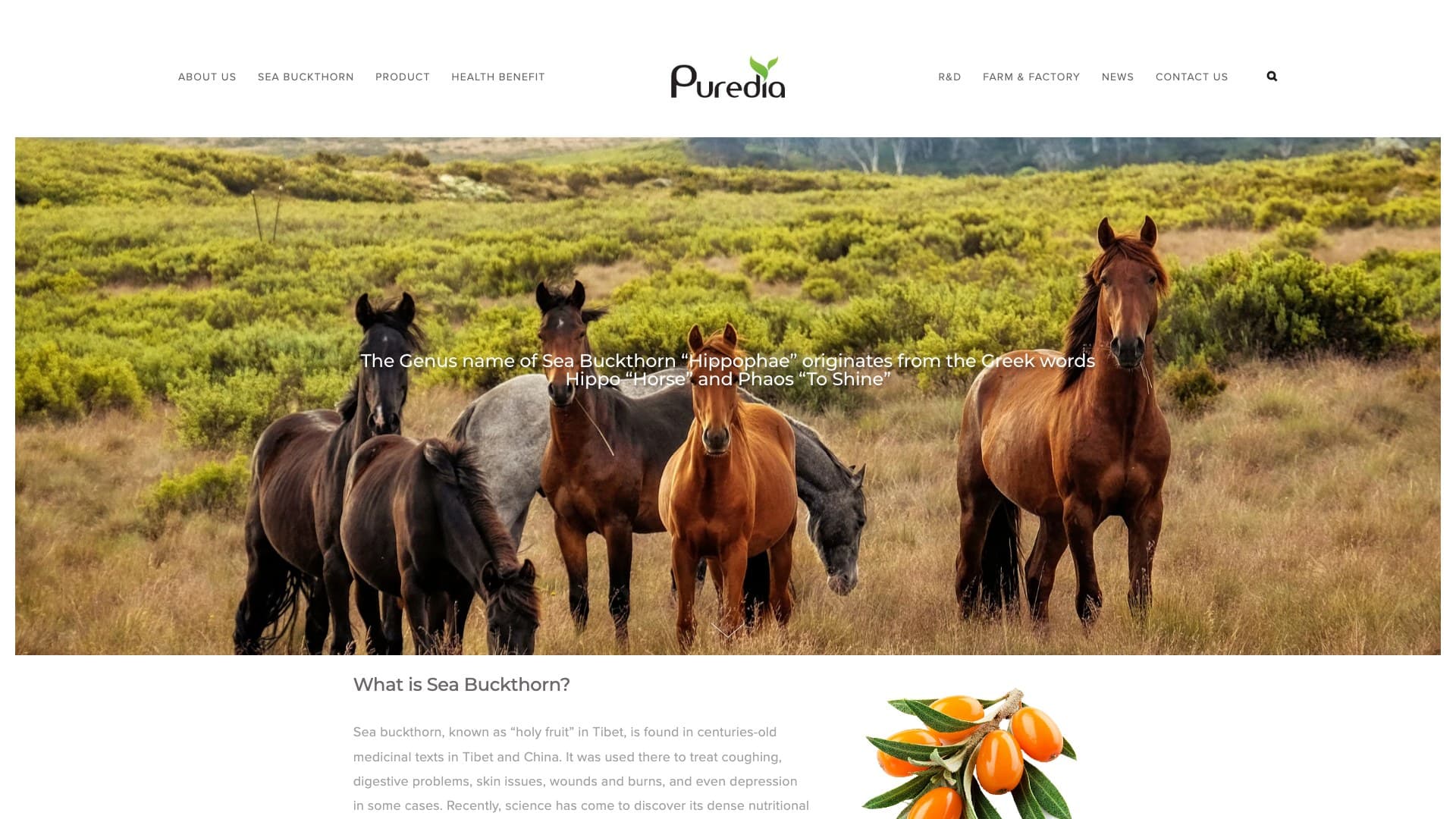 Puredia — SEA BUCKTHORN